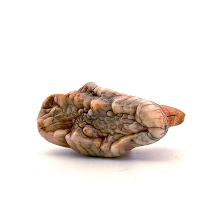 Cave Bear (Ursus spelaeus) molar from pleistocene, Rumania | 1.68"