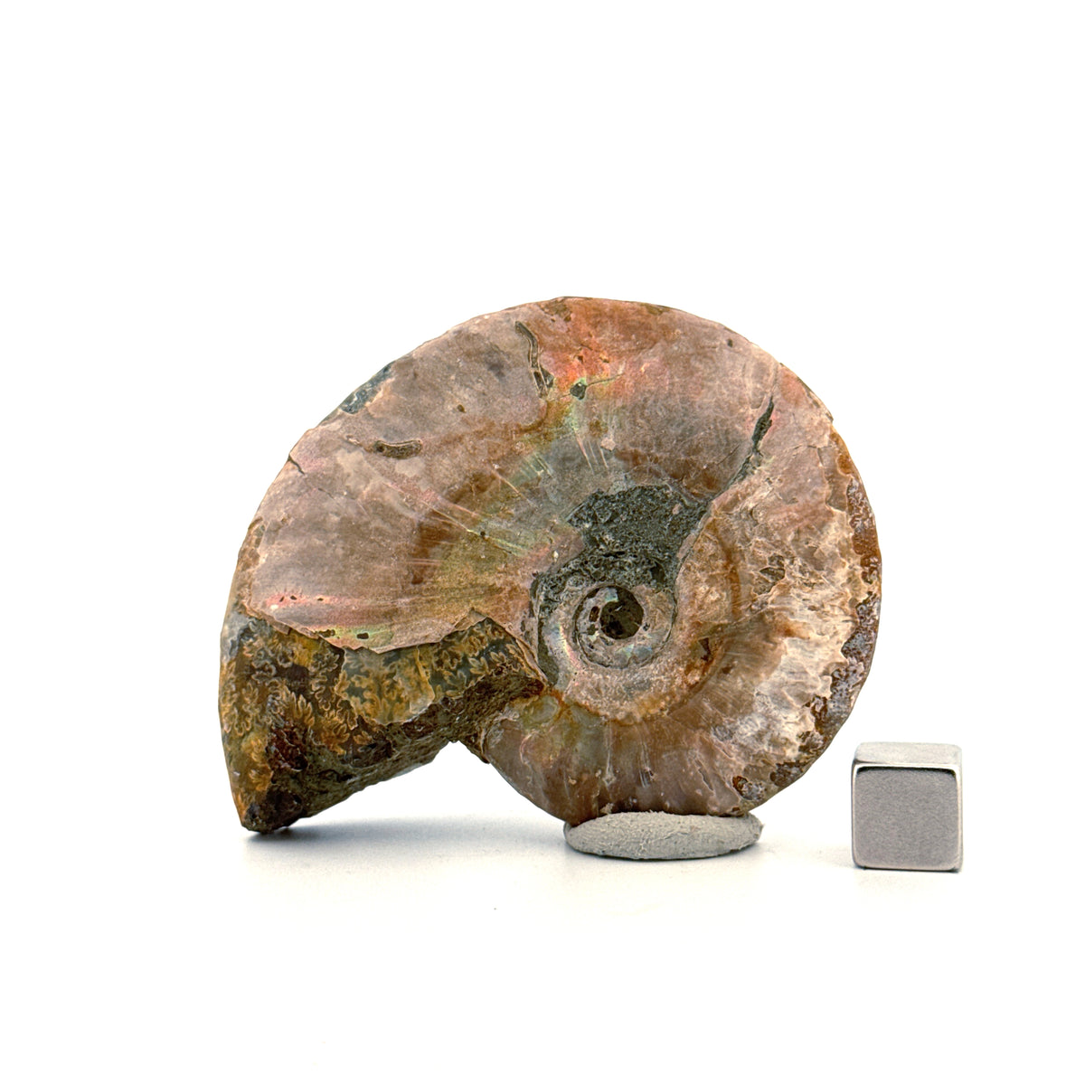Iriserende ammoniet uit het Krijt, Madagaskar | 2,66 inch)