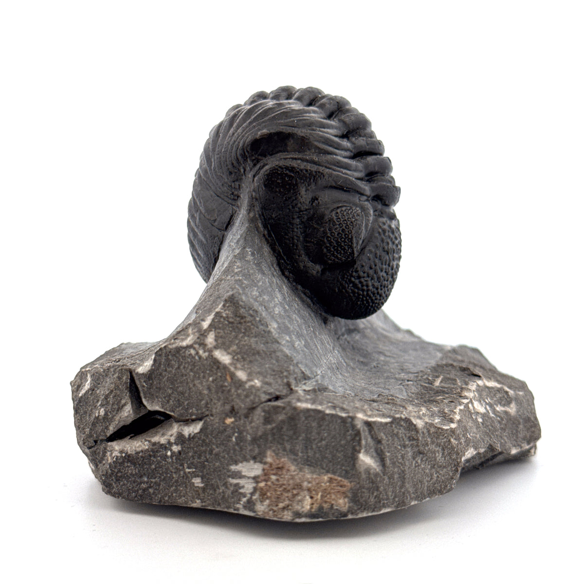 Grote Phacopida trilobiet uit Devoon, Marokko | 3,10 inch