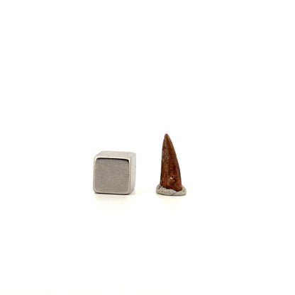 Redondasaurus, Phytosaur fossils tooth  from Late Triassic, USA | 0.60"