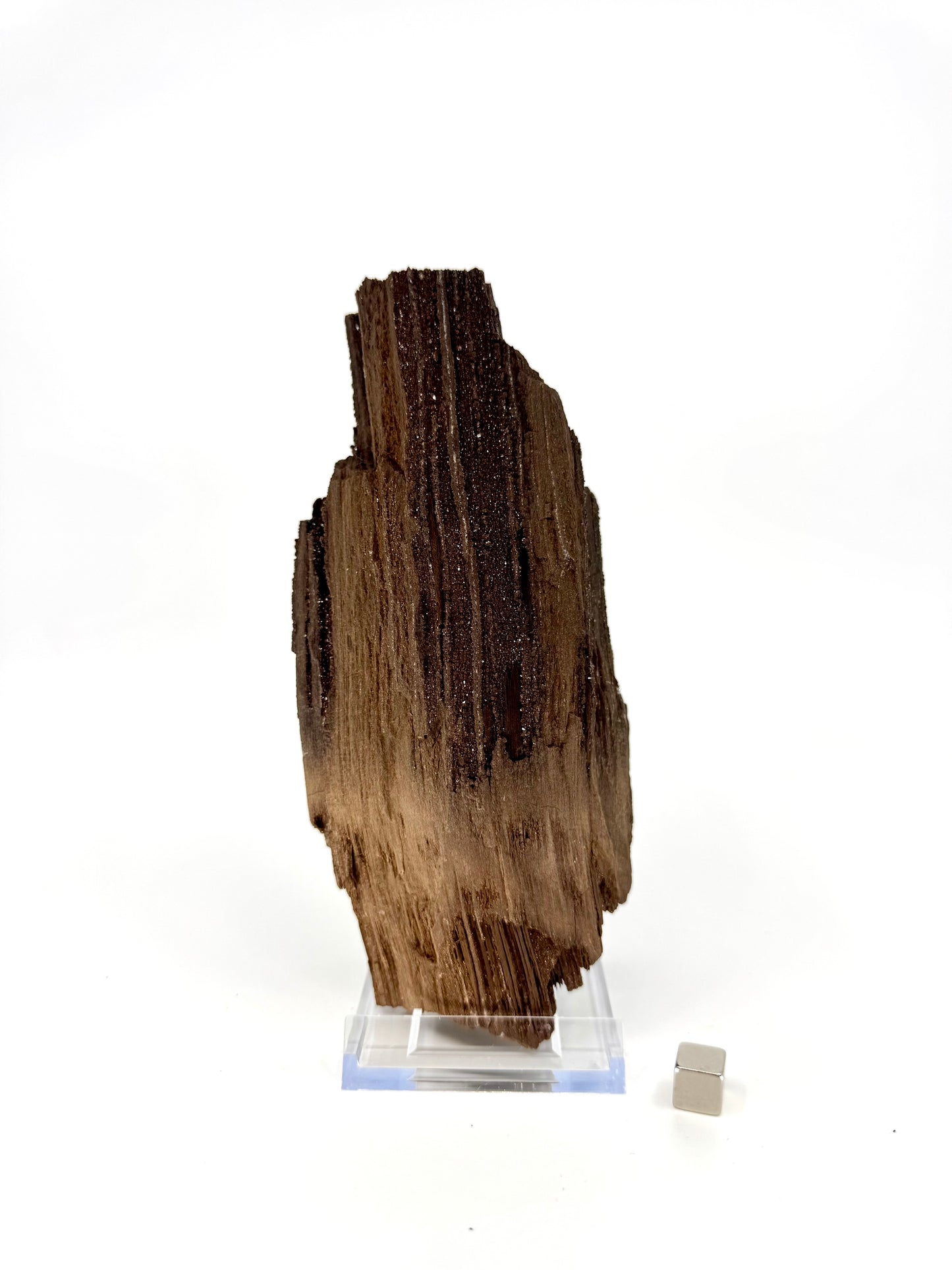 Large Permineralized Wood Covered In Druzy Quartz from Germany (669 Grams)