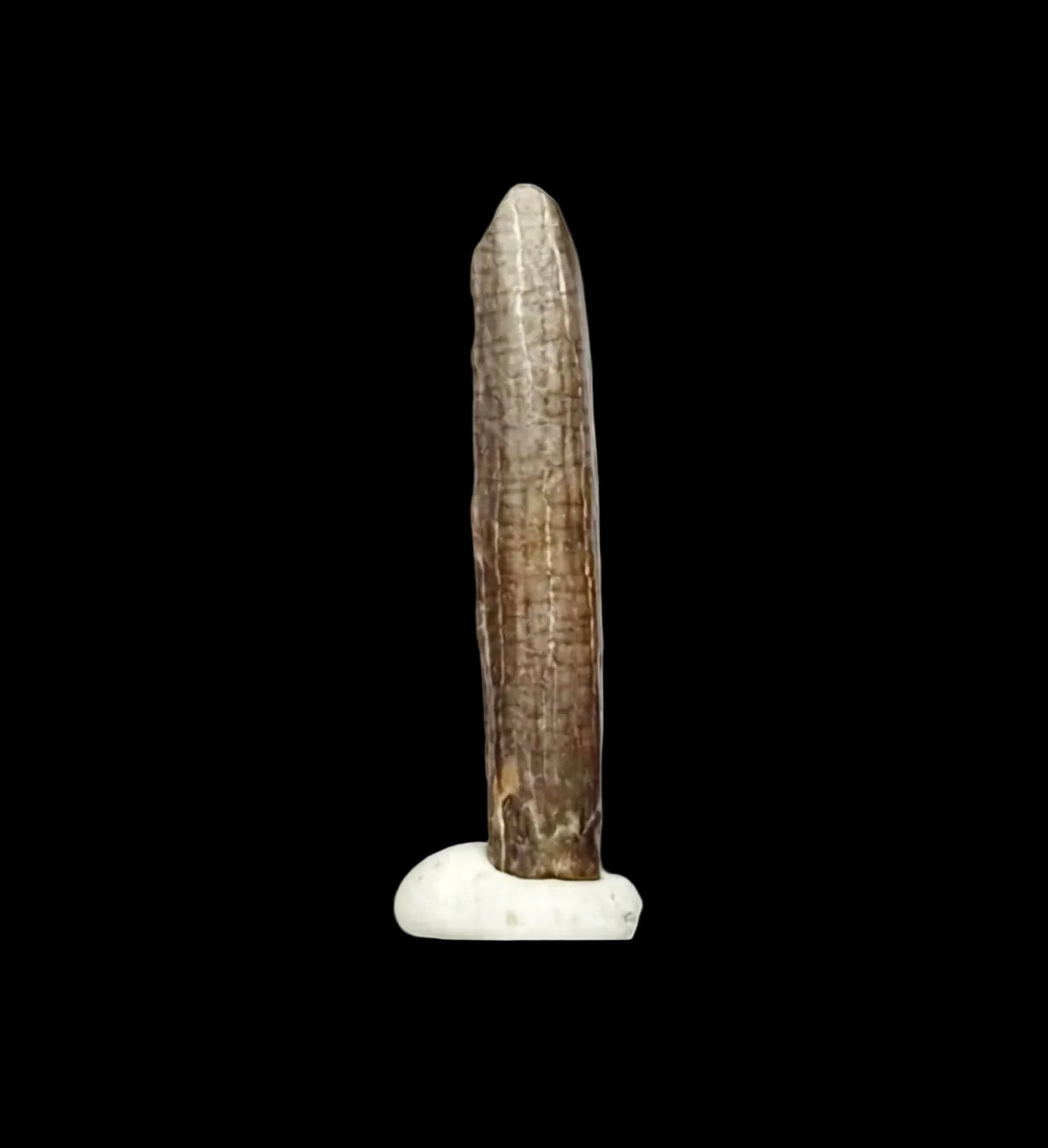 Nigersaurus taqueti Fossil Sauropod Tooth from Cretaceous, Niger (0.78")