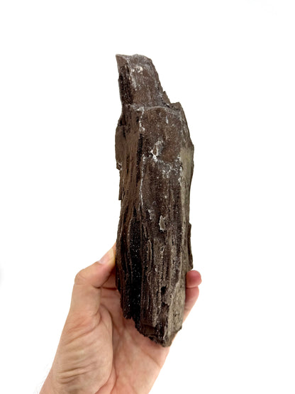 Large Permineralized Wood Covered In Druzy Quartz from Germany (759 Grams)