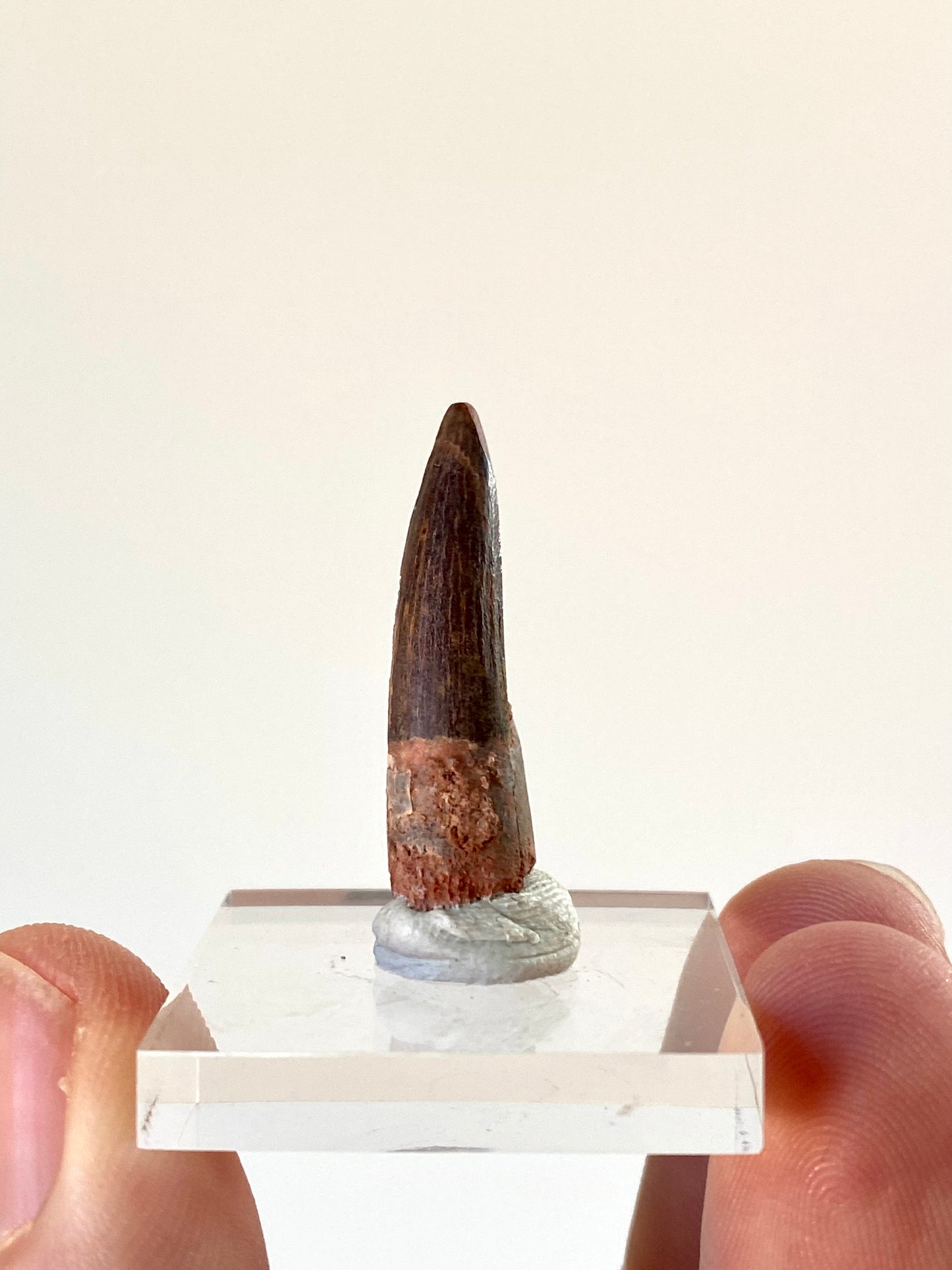 Suchomimus fossil dinosaur tooth (2.8cm)