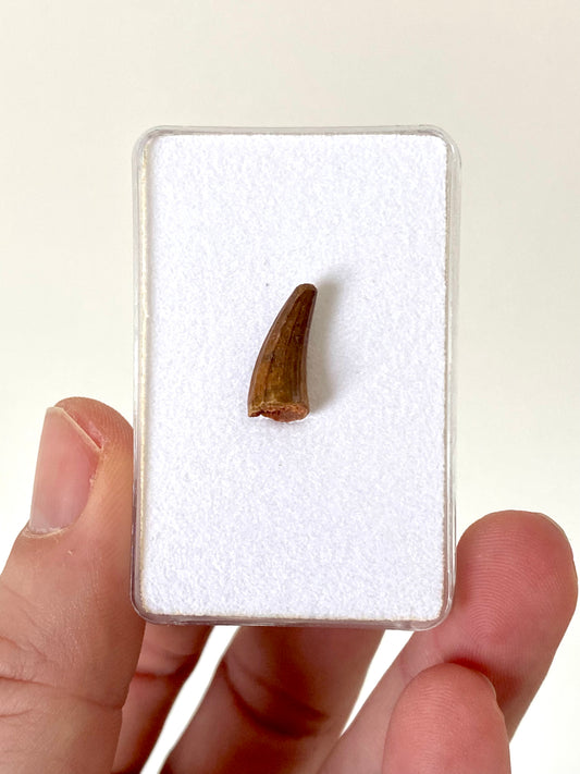 Crocodile species fossil tooth from Morocco