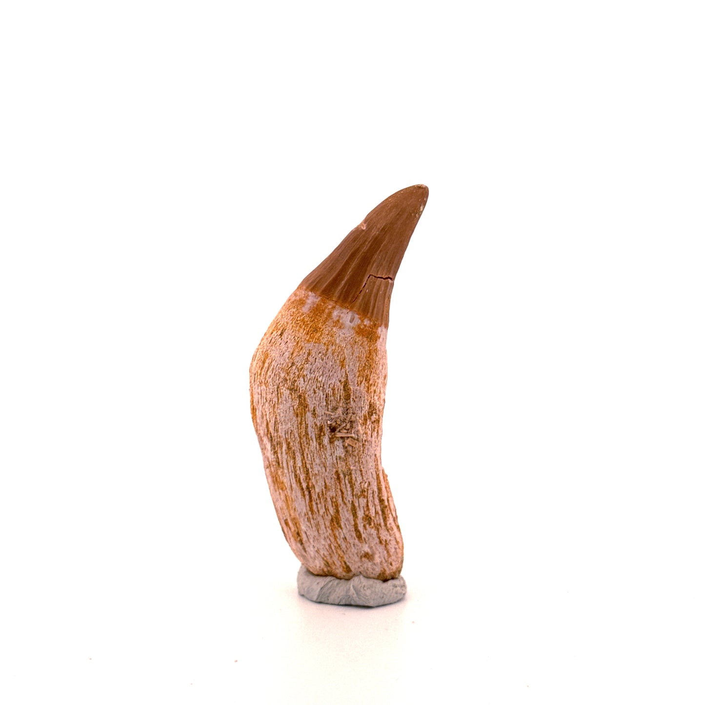 Gavialimimus almaghribensis Mosasaur tooth, Late Cretaceous, Morocco (2.29")