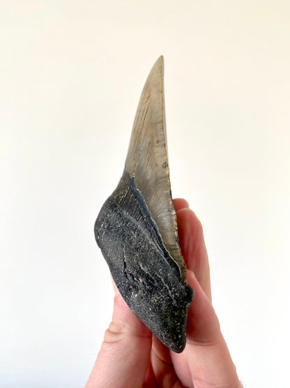 4.94" Megalodon tooth fossil from USA