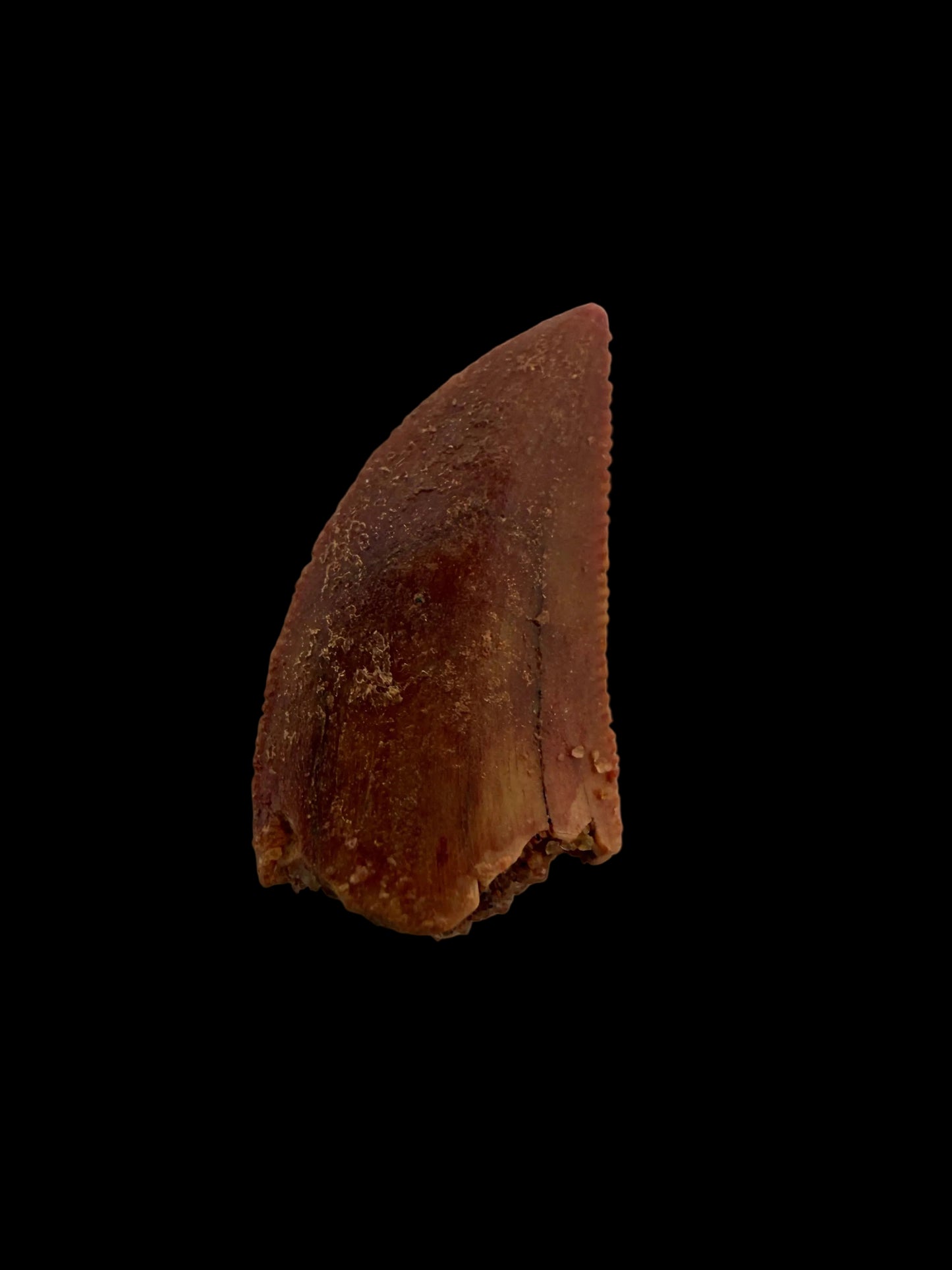 Abelisaurid fossil dinosaur tooth from Kem Kem, Morocco (0.51")