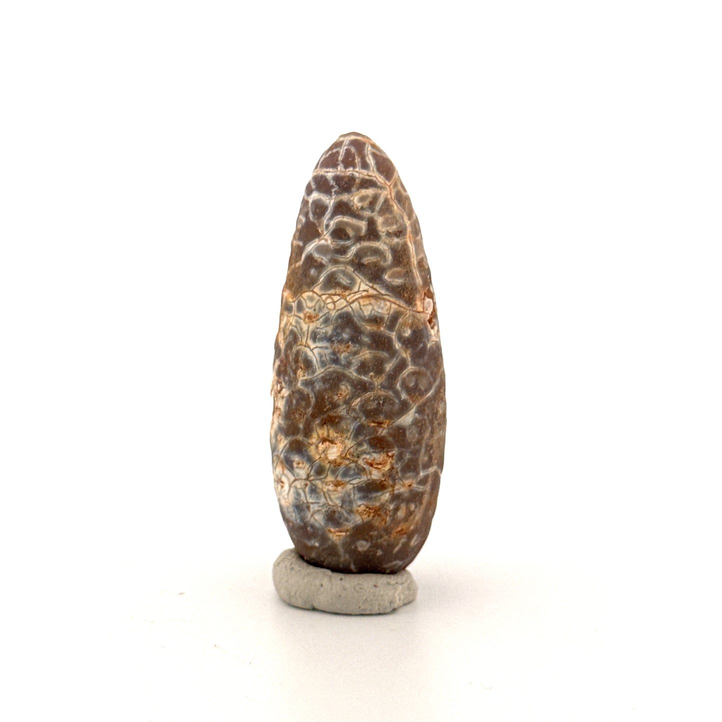 Fossiele Pijnappel, Equicalastrobus chinlea (2.14 inch) - Eoceen plantenfossiel uit Marokko