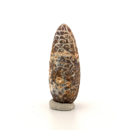 Fossiele Pijnappel, Equicalastrobus chinlea (2.14 inch) - Eoceen plantenfossiel uit Marokko