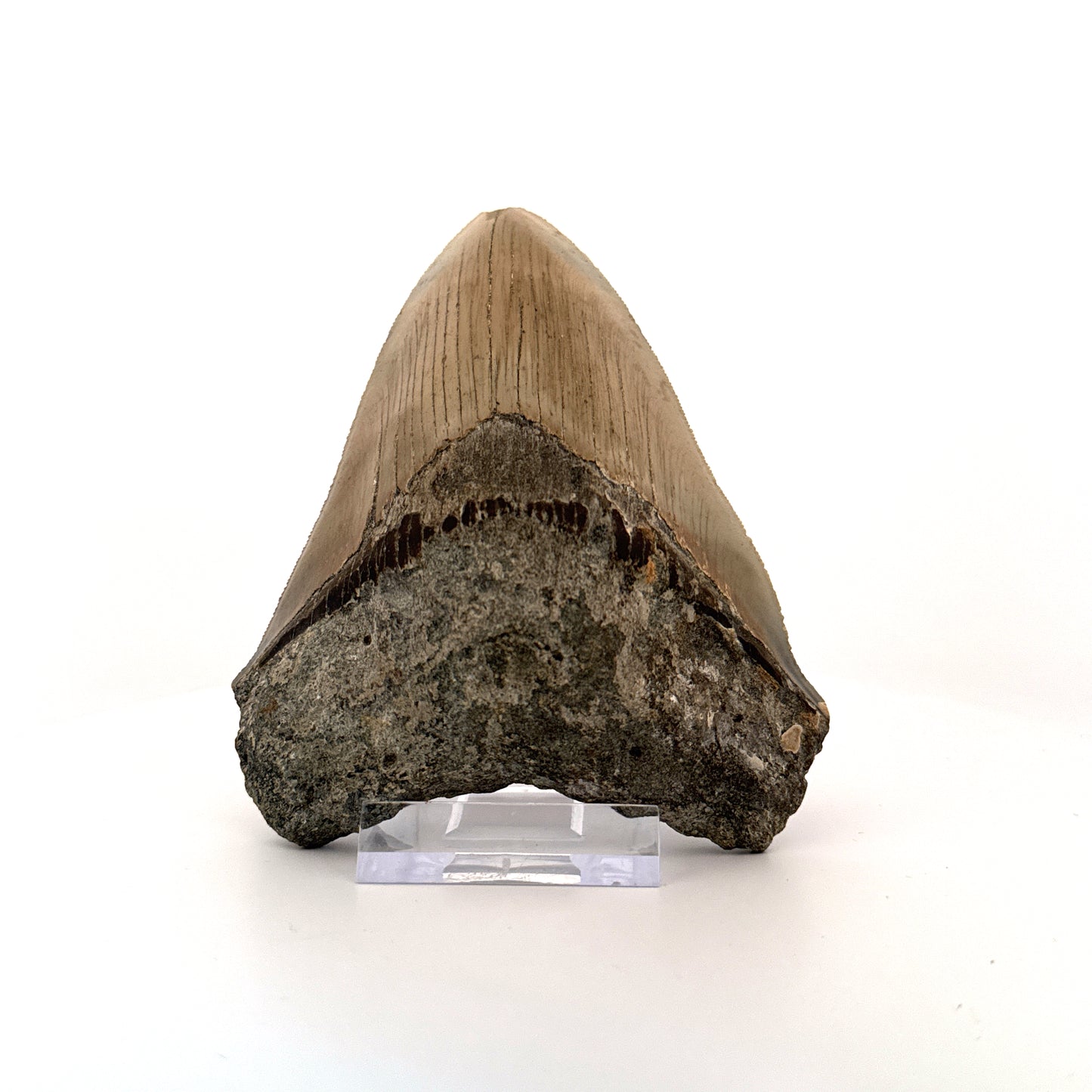 Megalodon tooth fossil (4.39") - Miocene, USA