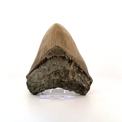 Megalodon tooth fossil (4.39") - Miocene, USA