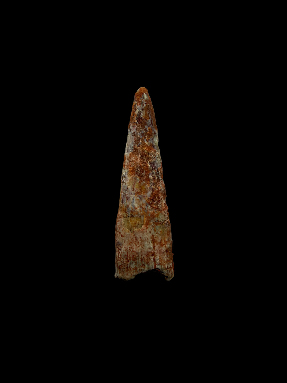 Pterosaur fossil tooth from Morocco | 0.76"