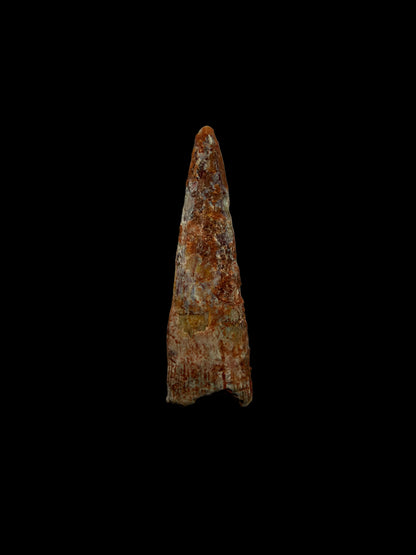 Pterosaur fossil tooth from Morocco | 0.76"