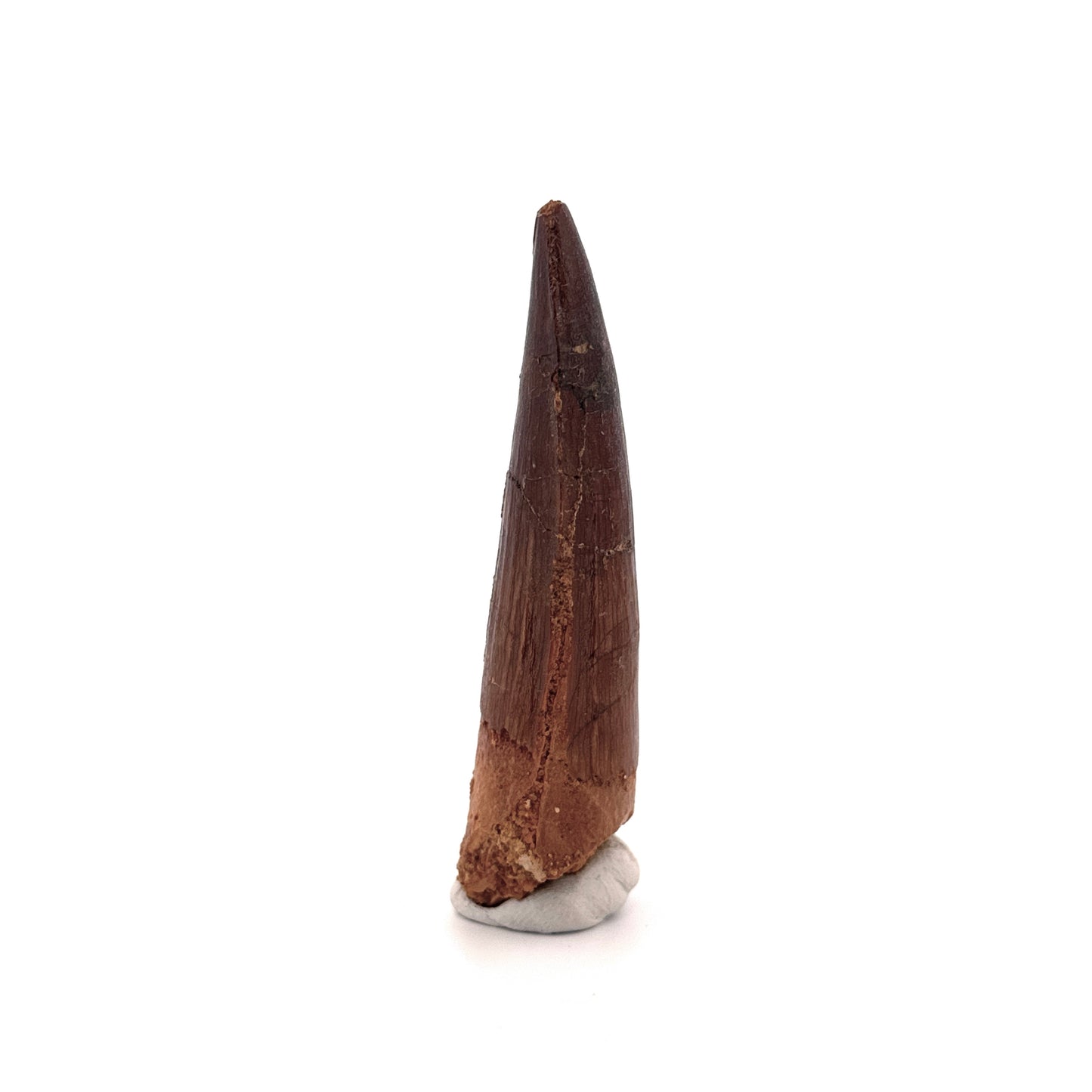 Spinosaurus Tooth Fossil (2.99") – Late Cretaceous Dinosaur tooth from Morocco