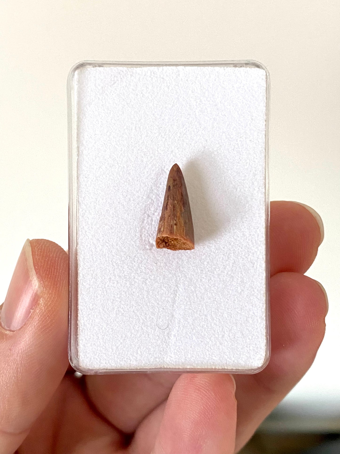 Crocodile species fossil tooth from Morocco