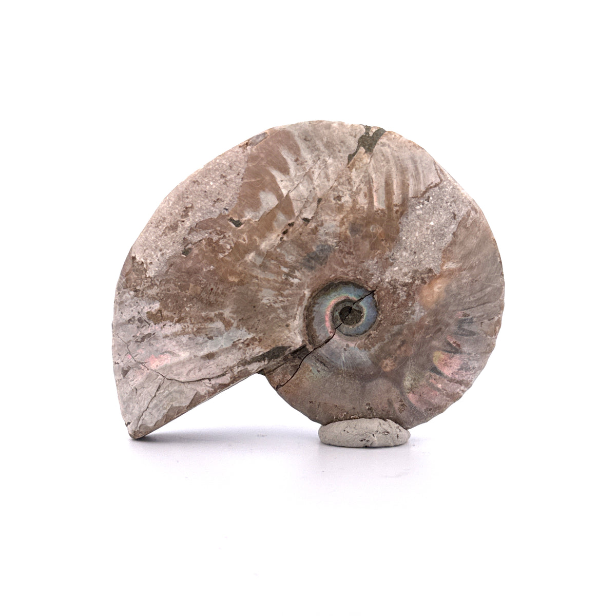 Iridescent Ammonite fossil from Cretaceous, Madagascar | 2.95"