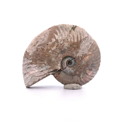 Iridescent Ammonite fossil from Cretaceous, Madagascar | 2.95"