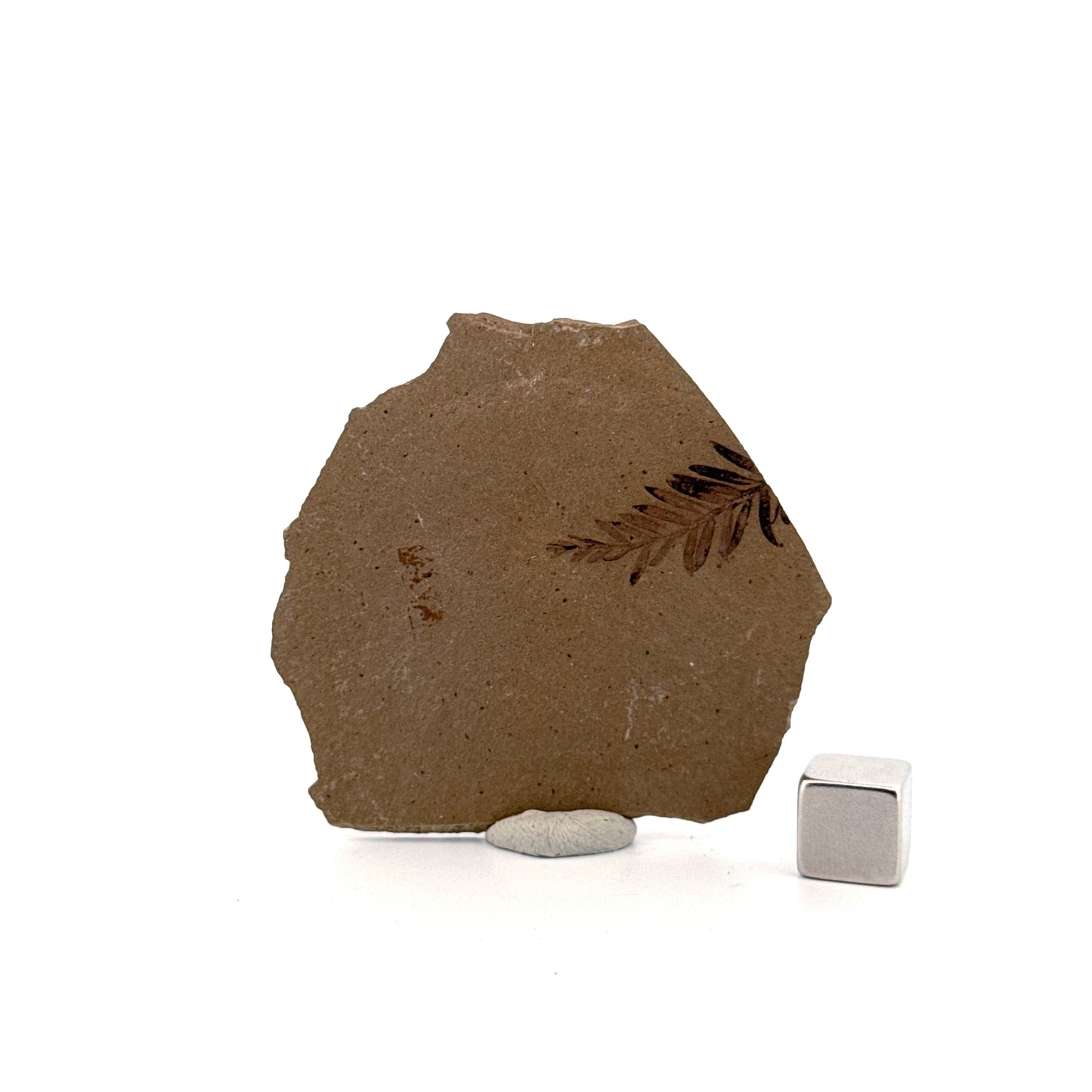 Metasequoia sp. Dawn Redwood leaf fossil (0.82") from Eocene, Canada