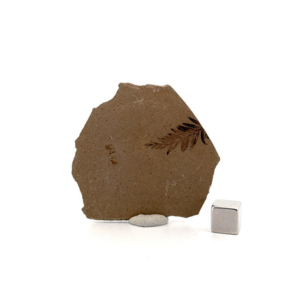 Metasequoia sp. Dawn Redwood leaf fossil (0.82") from Eocene, Canada