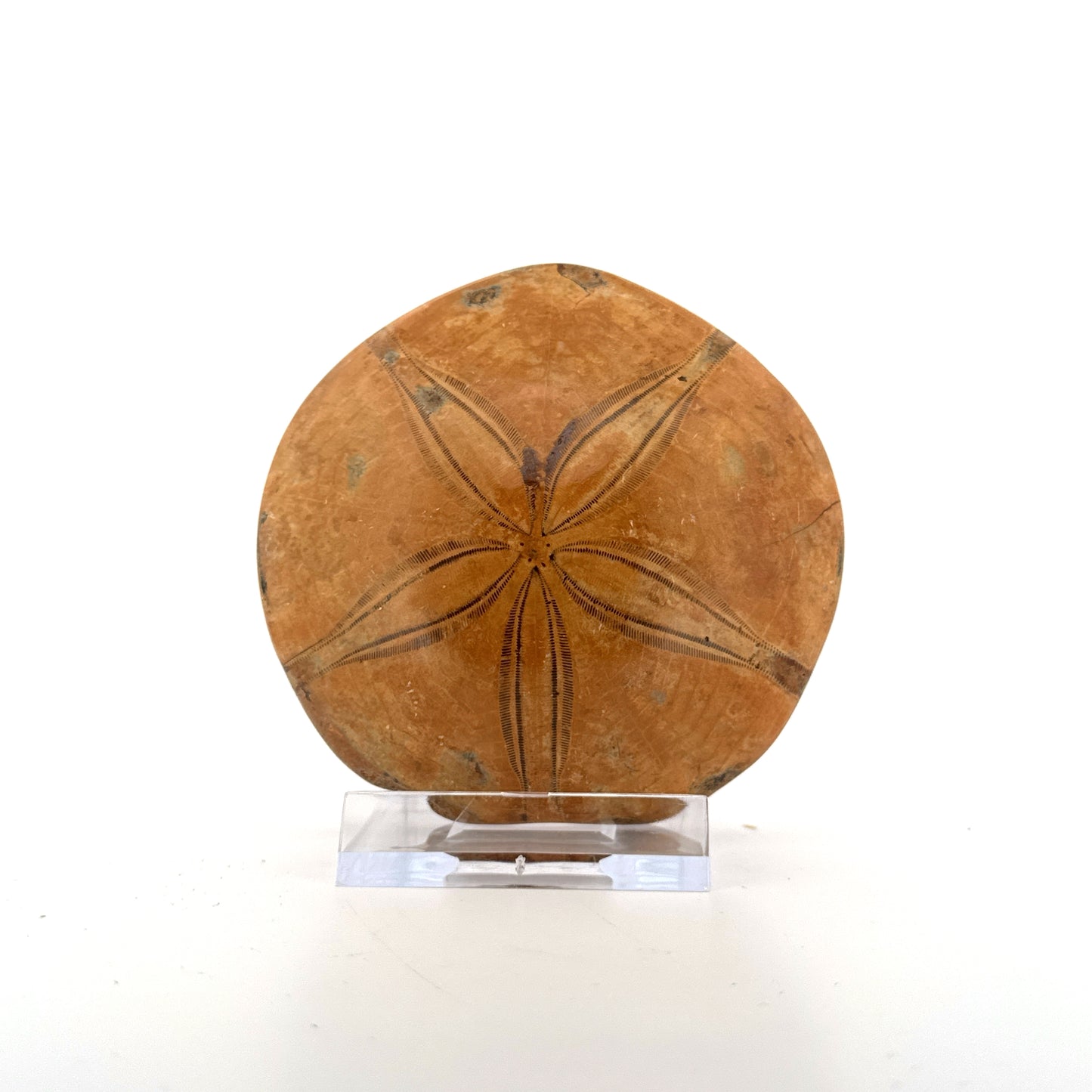 Pygurus Marmonti, sea urchin from Jurassic, Madagascar (2.79")