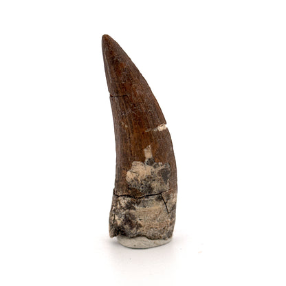 Suchomimus tenerensis Dinosaur Tooth (2.26") - Cretaceous Spinosaurid from Niger