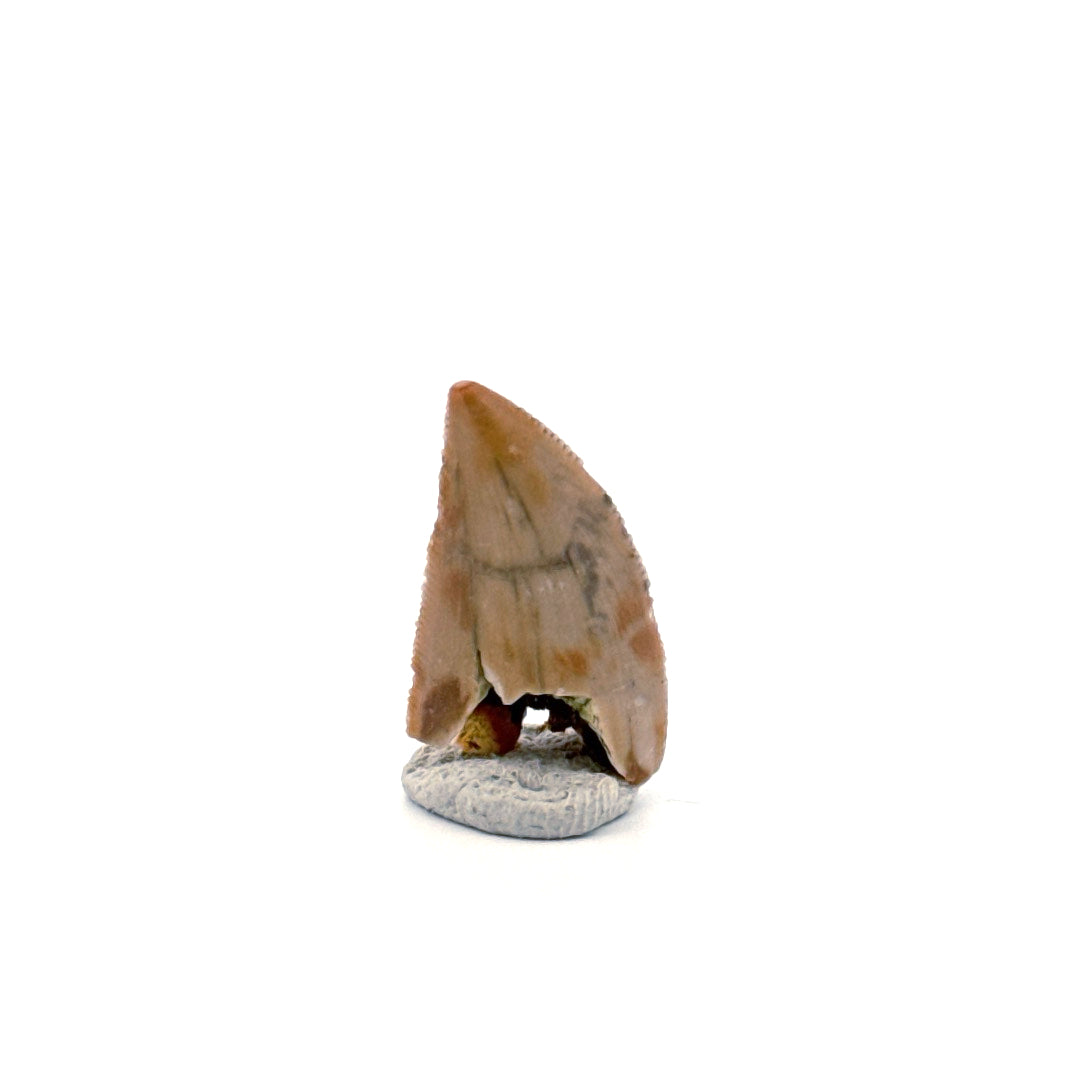 Majungasaurus Dinosaurus Tand uit het Laat-Krijt, Madagaskar (0.86")