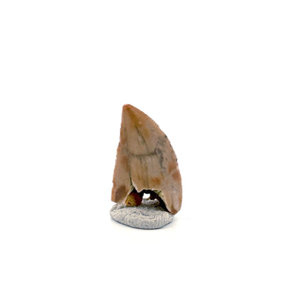 Majungasaurus Dinosaurus Tand uit het Laat-Krijt, Madagaskar (0.86")