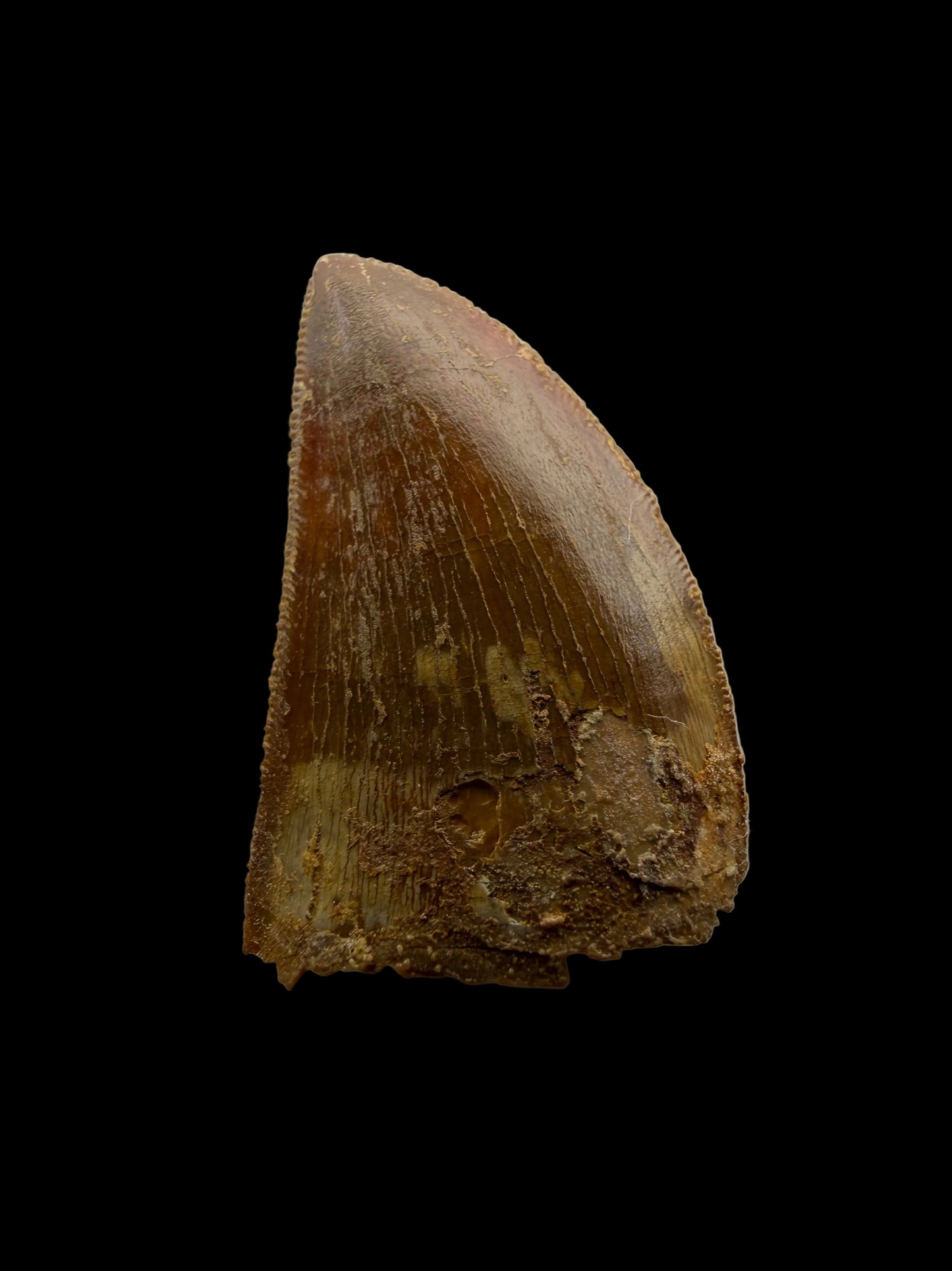 Carcharodontosaurus fossiele tand, Krijt dinosaurus tand uit Kem Kem Beds, Marokko (1,22 inch)