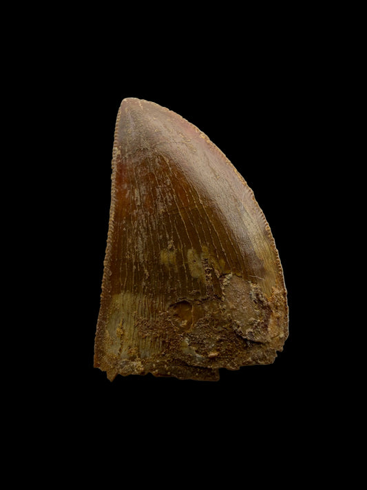 Carcharodontosaurus fossiele tand, Krijt dinosaurus tand uit Kem Kem Beds, Marokko (1,22 inch)