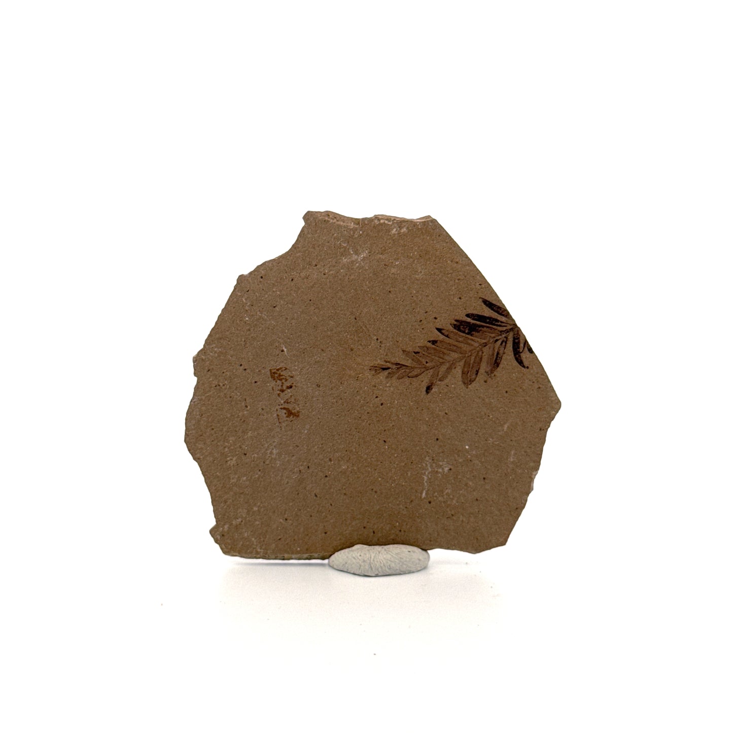Metasequoia sp. Dawn Redwood leaf fossil (0.82") from Eocene, Canada