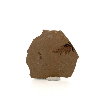 Metasequoia sp. Dawn Redwood leaf fossil (0.82") from Eocene, Canada