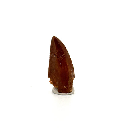 Abelisaurid fossil dinosaur tooth from Kem Kem, Morocco (0.94")