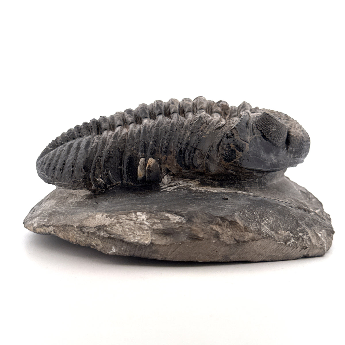 Drotops megalomanicus trilobiet fossiel uit Marokko | 10,06 cm
