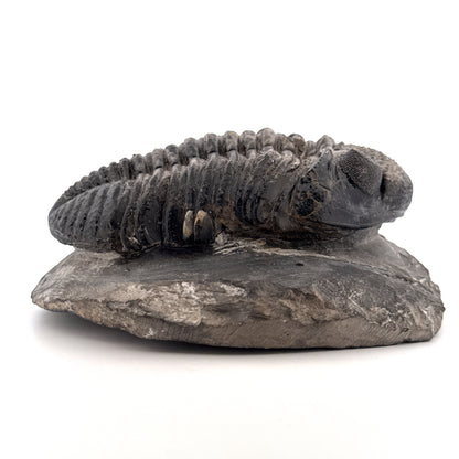 Drotops megalomanicus trilobiet fossiel uit Marokko | 10,06 cm