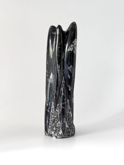 Fossiel van een Orthoceras-koppotige (+/- 9,00") - Devoon, Marokko