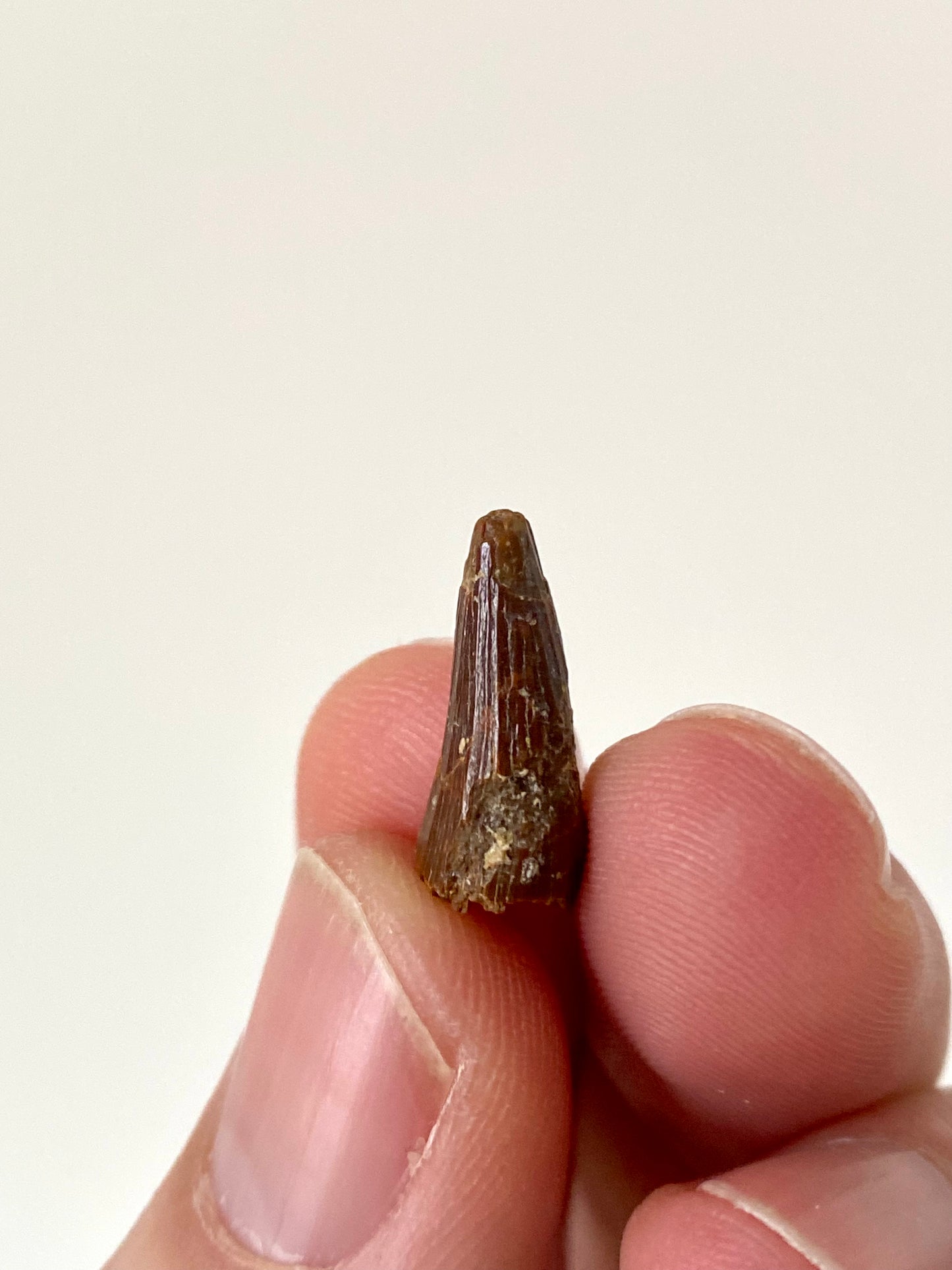 Crocodile species fossil tooth from Morocco