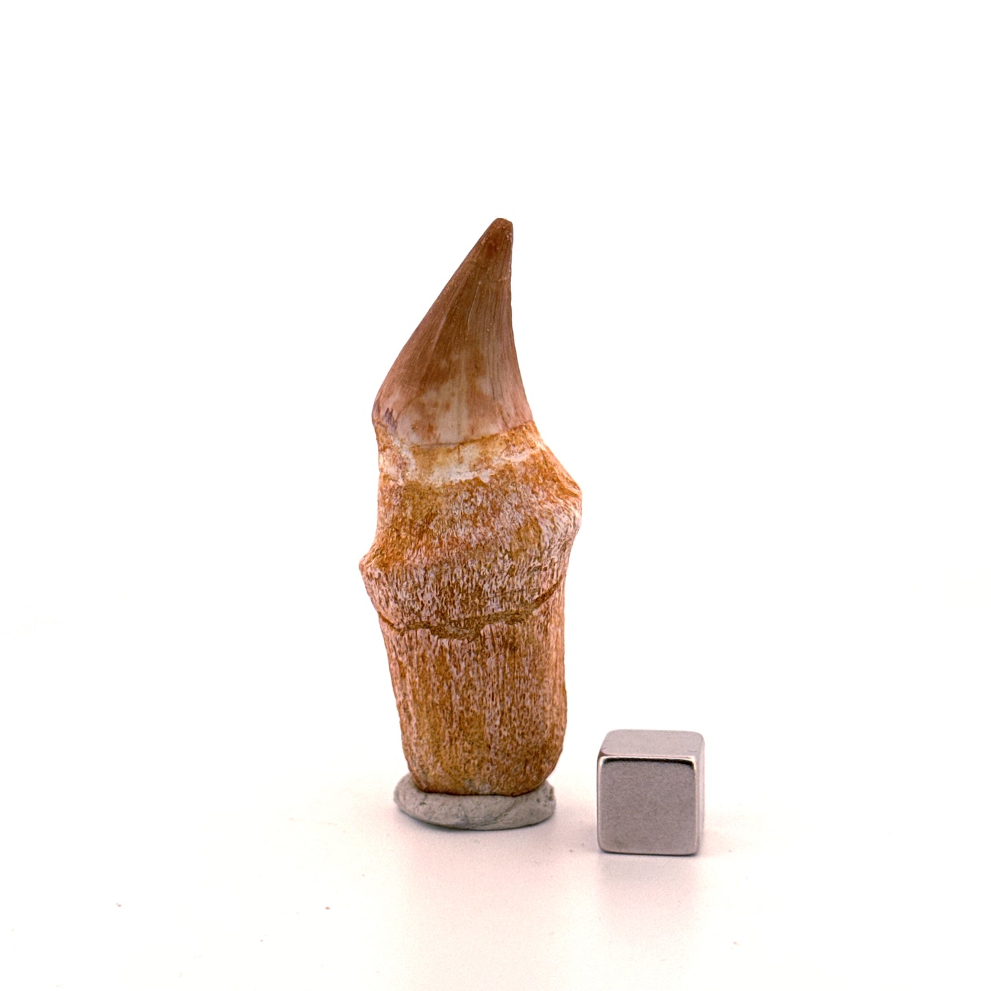 Rooted Mosasaur tooth from Late Cretaceous, Morocco (2.31")