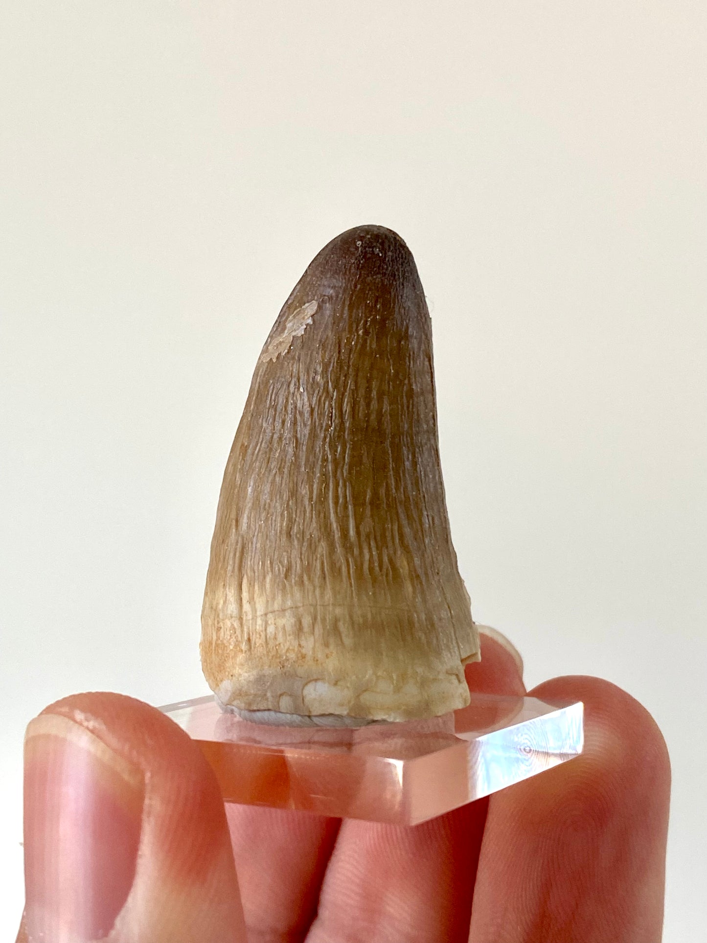 Moroccosuchus zennaroi Fossil tooth