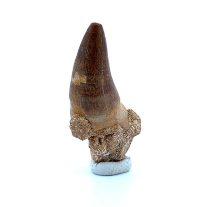 Maroccosuchus zennaroi Fossil tooth (1.55") from Morocco