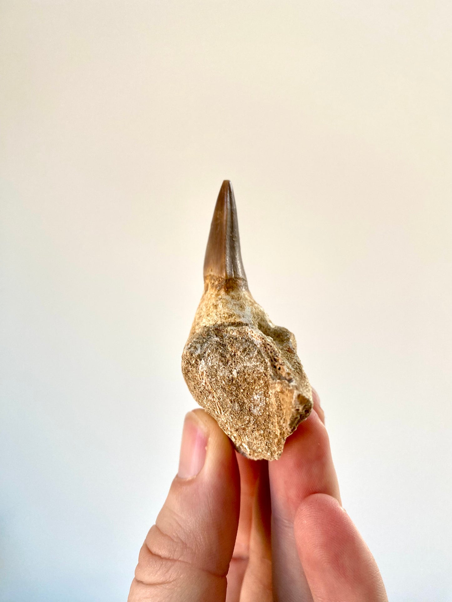 Mosasaurus fossil tooth with jaw fragment