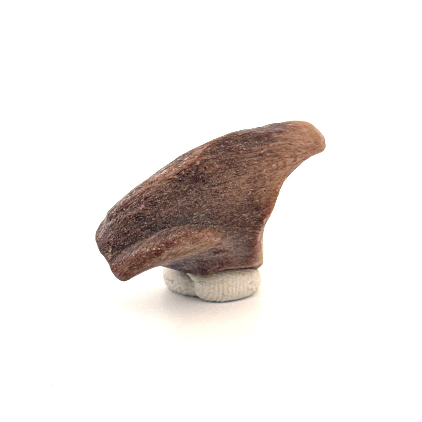 Partial Theropod Dinosaur Claw from Niger (1.26")