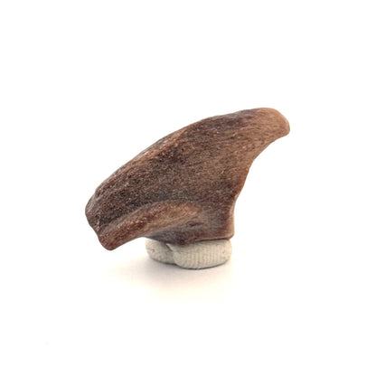 Partial Theropod Dinosaur Claw from Niger (1.26")
