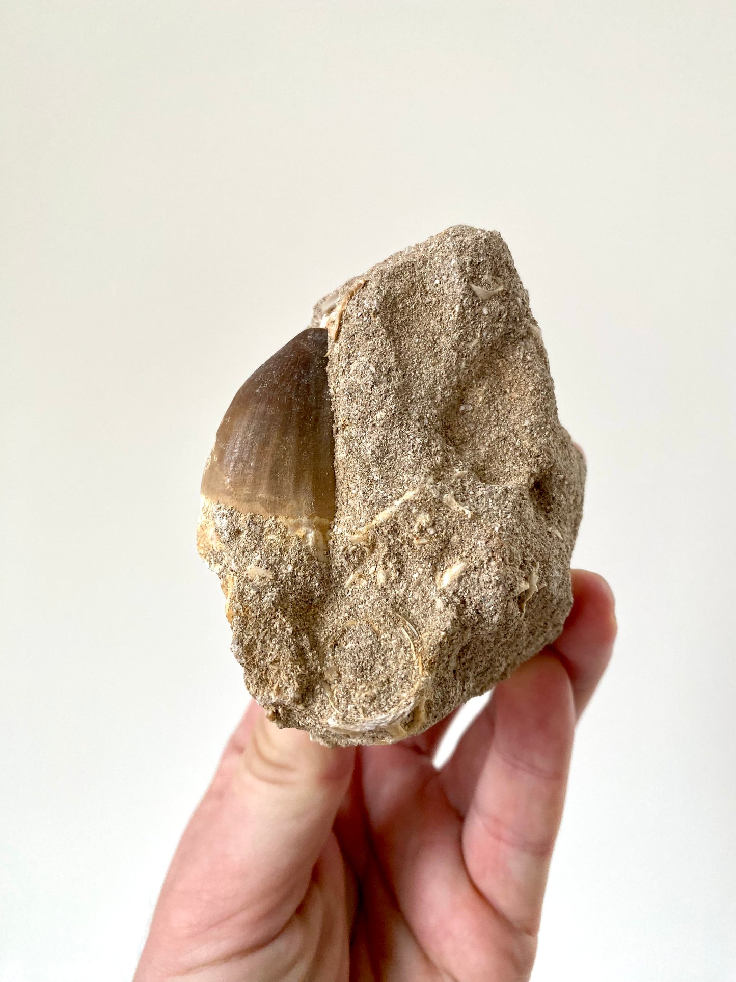 Mosasaurus fossil tooth on Matrix