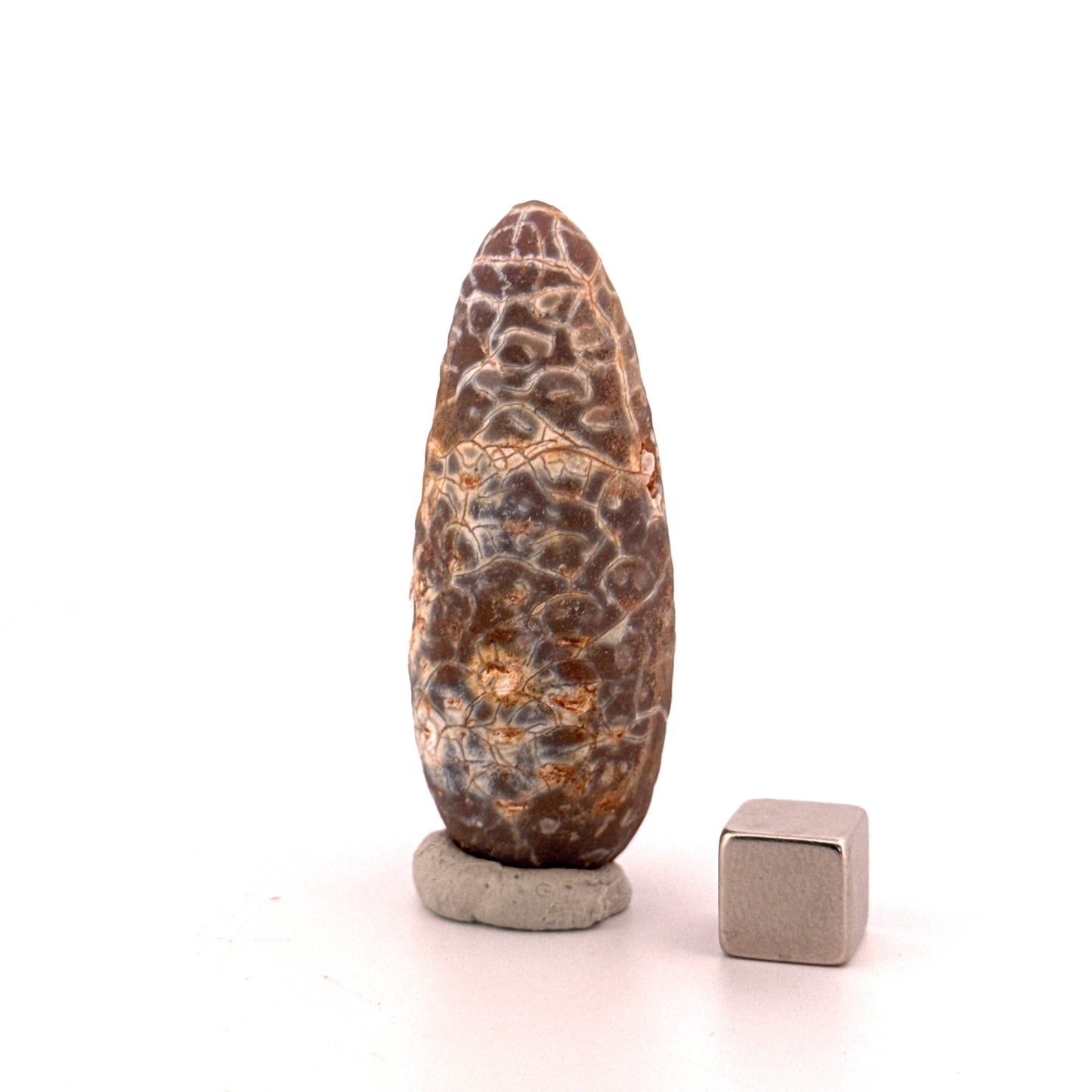 Fossiele Pijnappel, Equicalastrobus chinlea (2.14 inch) - Eoceen plantenfossiel uit Marokko