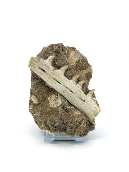 Halisaurus Arambourgi Kaakfragment met 5 Tanden op Matrix – Marokko