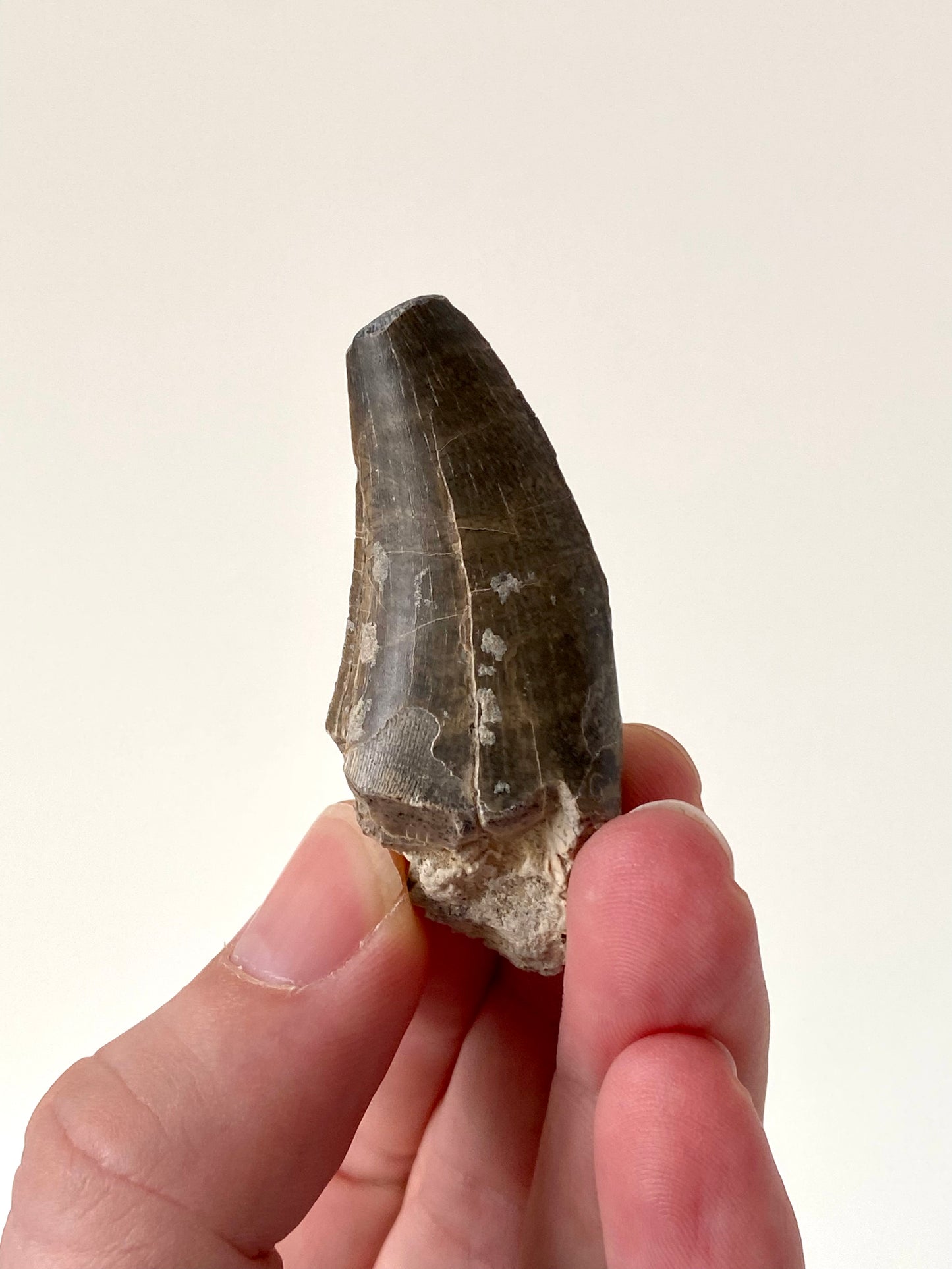 Eocarchia Dinops fossil dinosaur tooth (5.6cm)