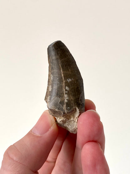 Eocarchia Dinops fossil dinosaur tooth (5.6cm)