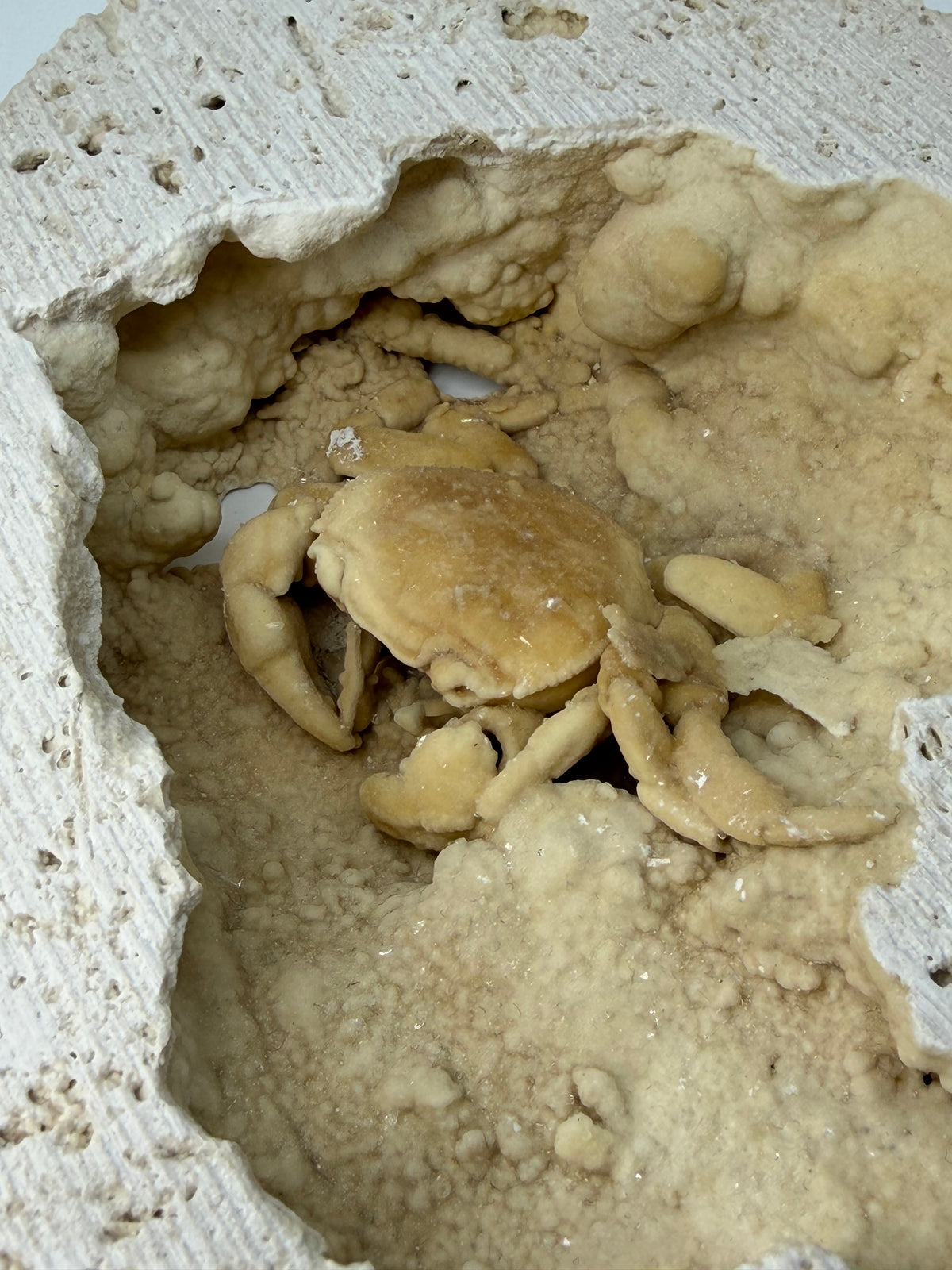 Uitzonderlijke Potamon fossiele krab op travertijn matrix (2,50 inch) uit Pleistoceen, Turkije