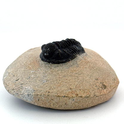 Gerastos granulosus Devonian Trilobite Fossil from, Morocco (A014)